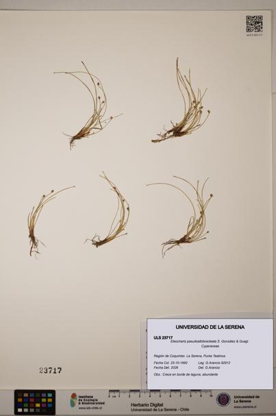 Eleocharis pseudoalbibracteata [Espécimen: ULS:ULS:0023717]