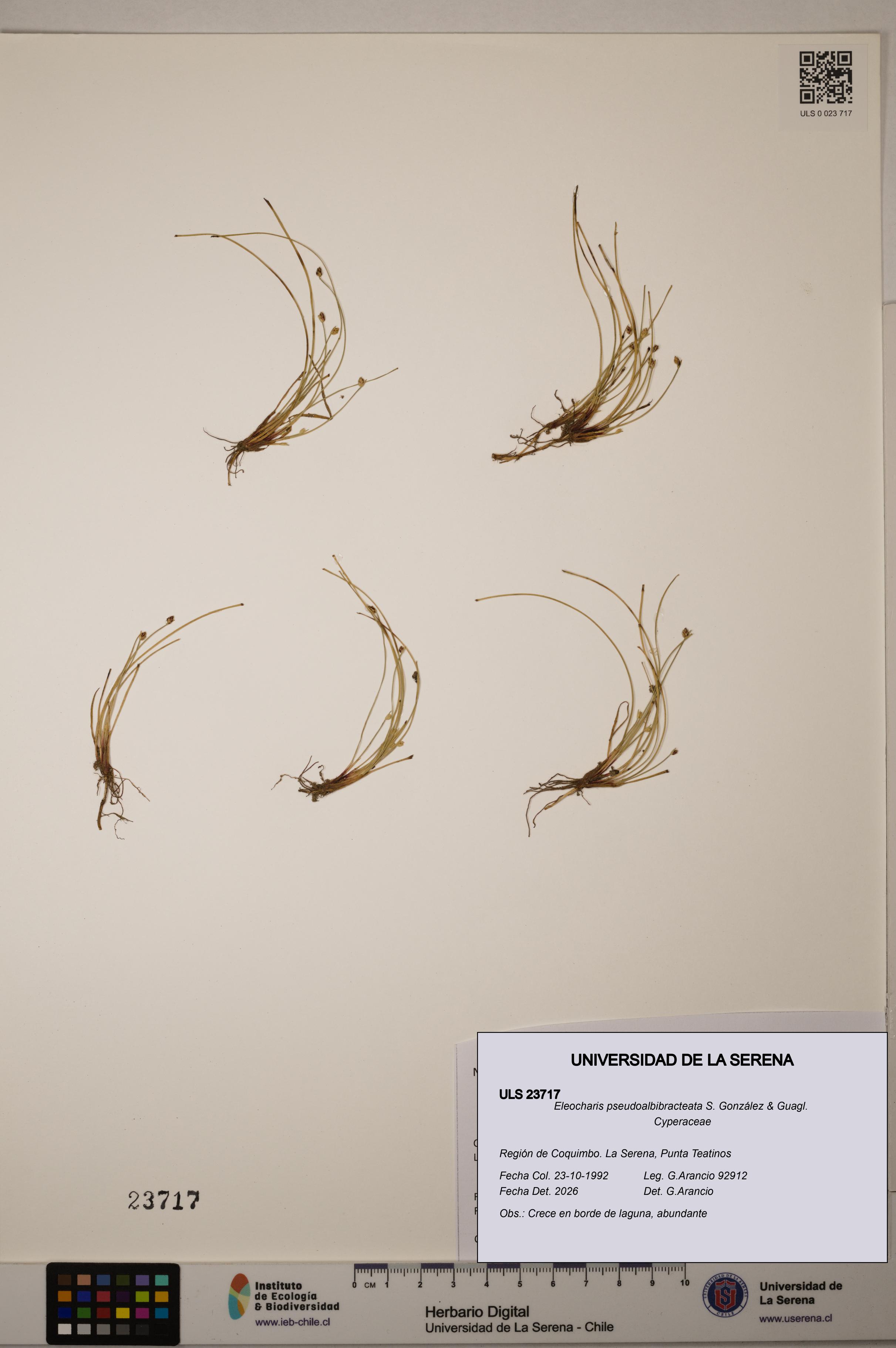 Eleocharis pseudoalbibracteata [Espécimen: ULS:ULS:0023717]