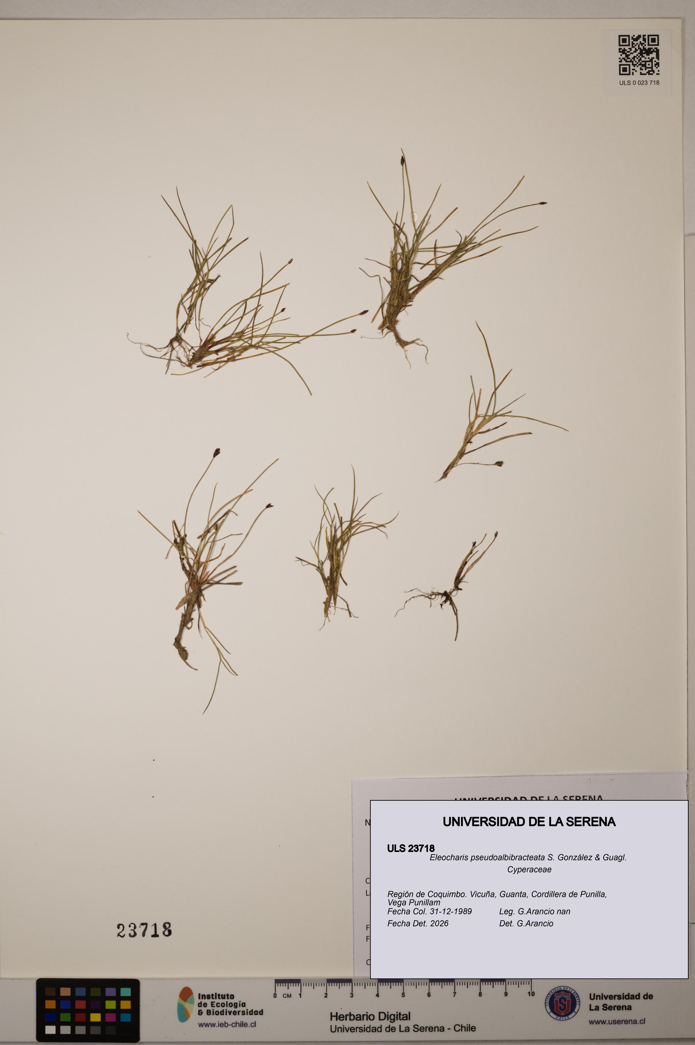 Eleocharis pseudoalbibracteata [Espécimen: ]