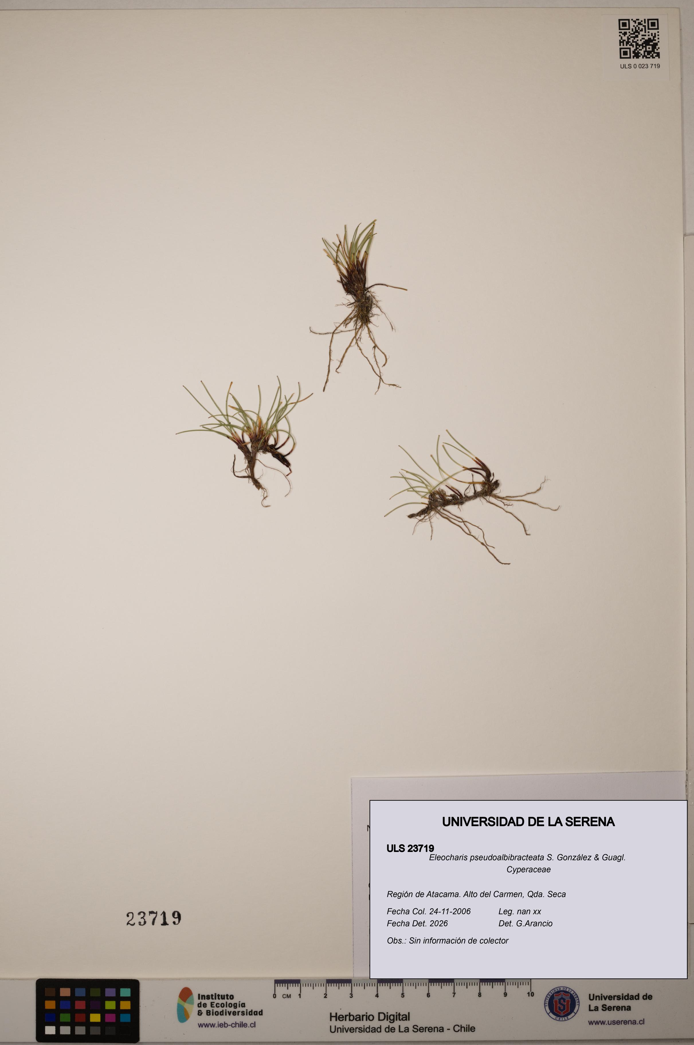 Eleocharis pseudoalbibracteata [Espécimen: ]