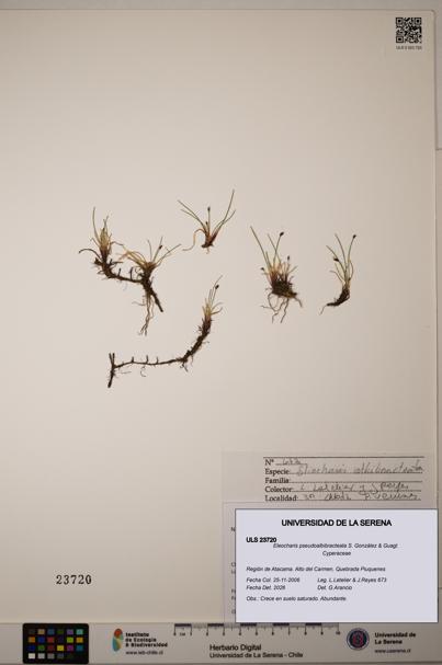 Eleocharis pseudoalbibracteata [Espécimen: ULS:ULS:0023720]