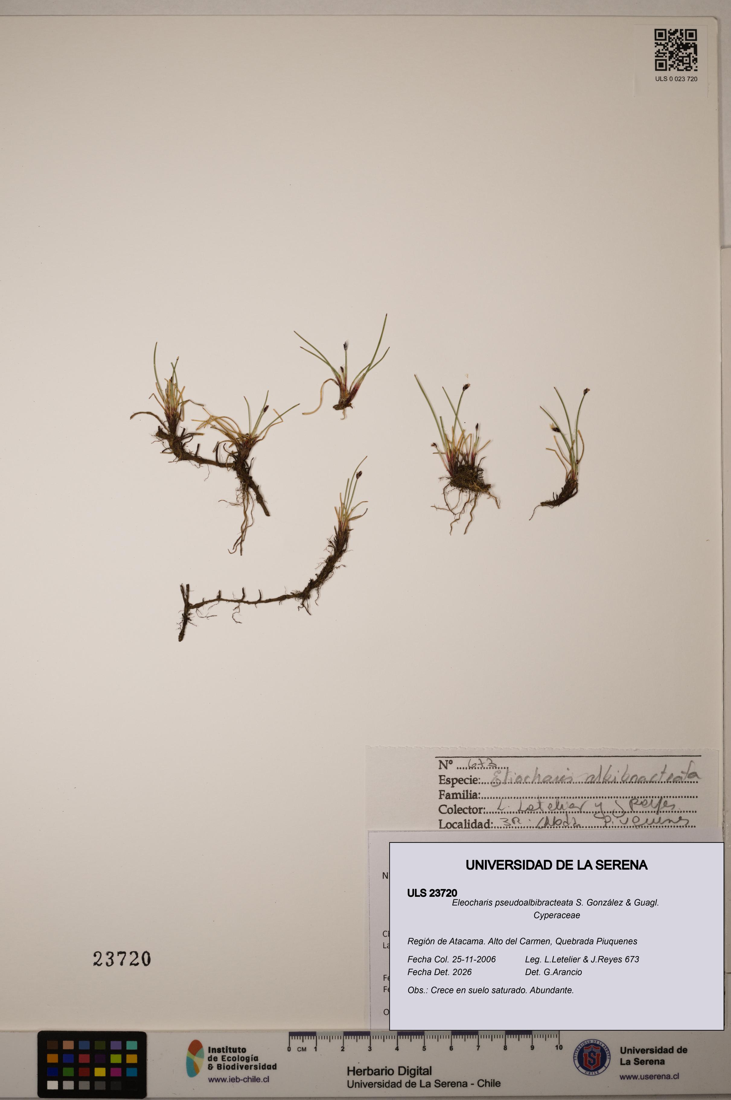 Eleocharis pseudoalbibracteata [Espécimen: ULS:ULS:0023720]