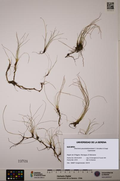 Eleocharis pseudoalbibracteata [Espécimen: ]