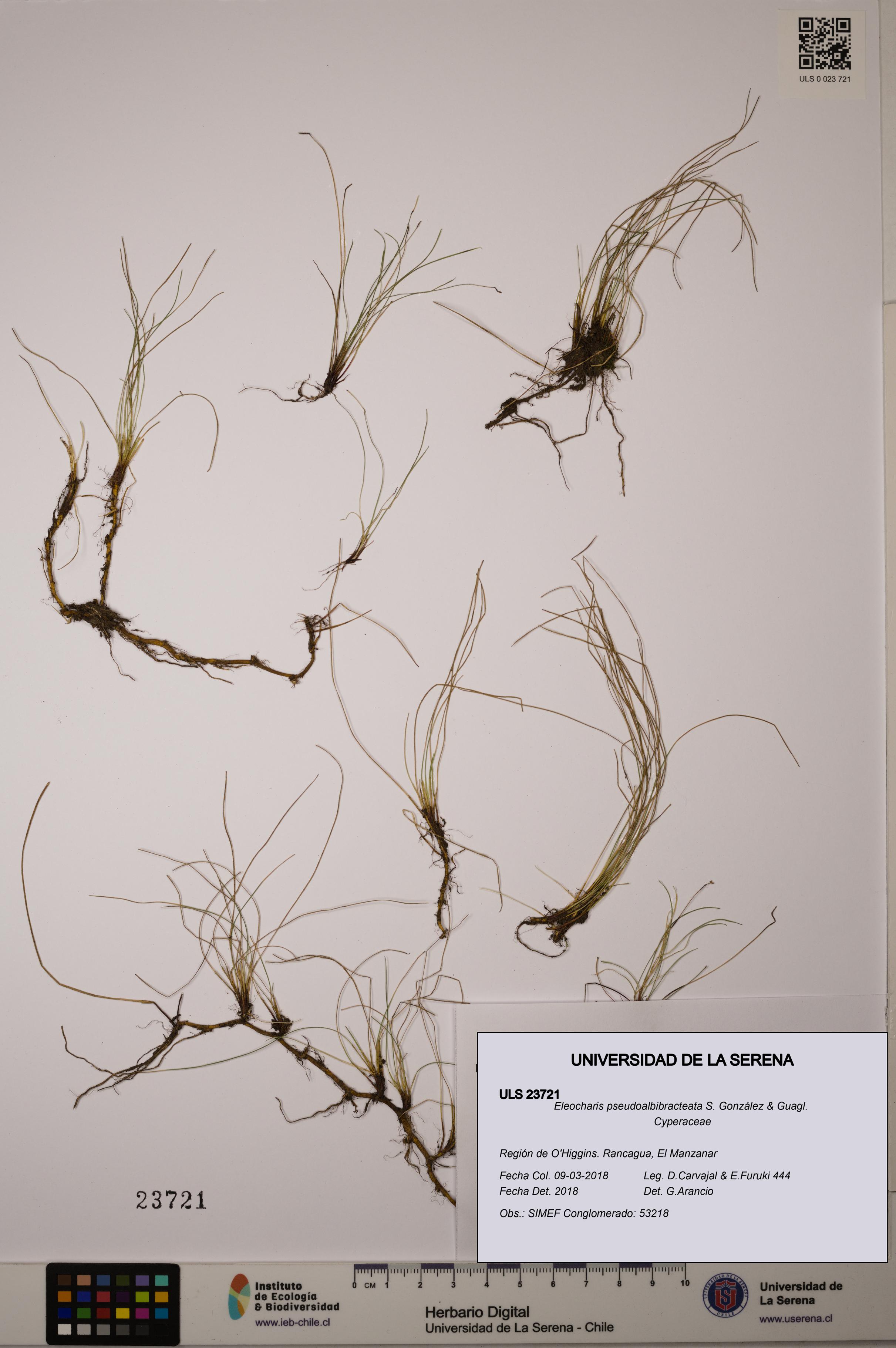 Eleocharis pseudoalbibracteata [Espécimen: ]