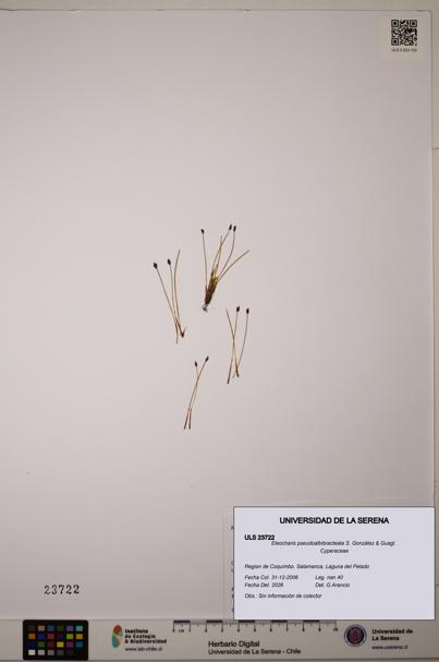 Eleocharis pseudoalbibracteata [Espécimen: ULS:ULS:0023722]