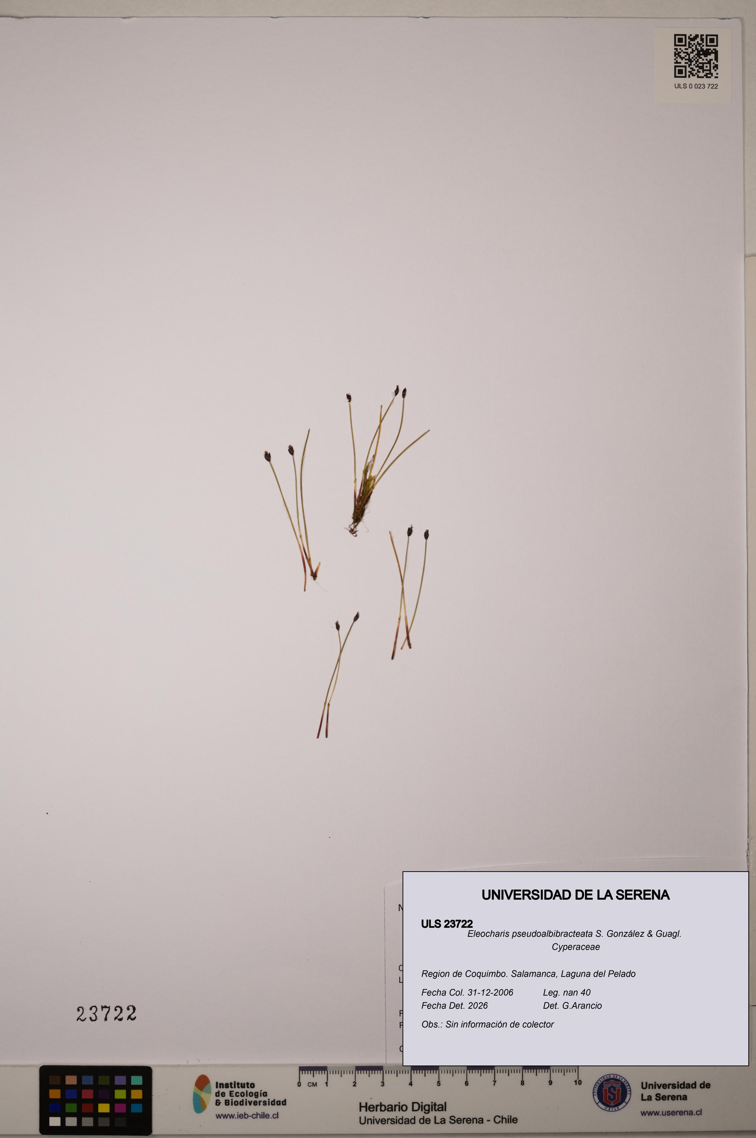 Eleocharis pseudoalbibracteata [Espécimen: ULS:ULS:0023722]