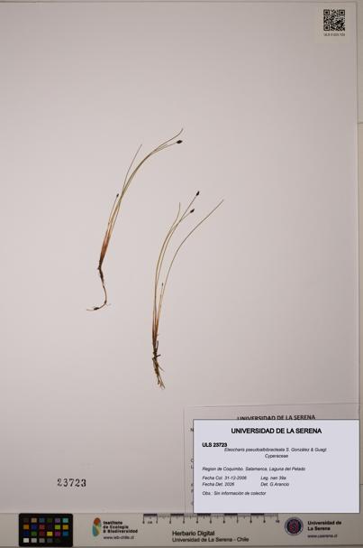 Eleocharis pseudoalbibracteata [Espécimen: ULS:ULS:0023723]