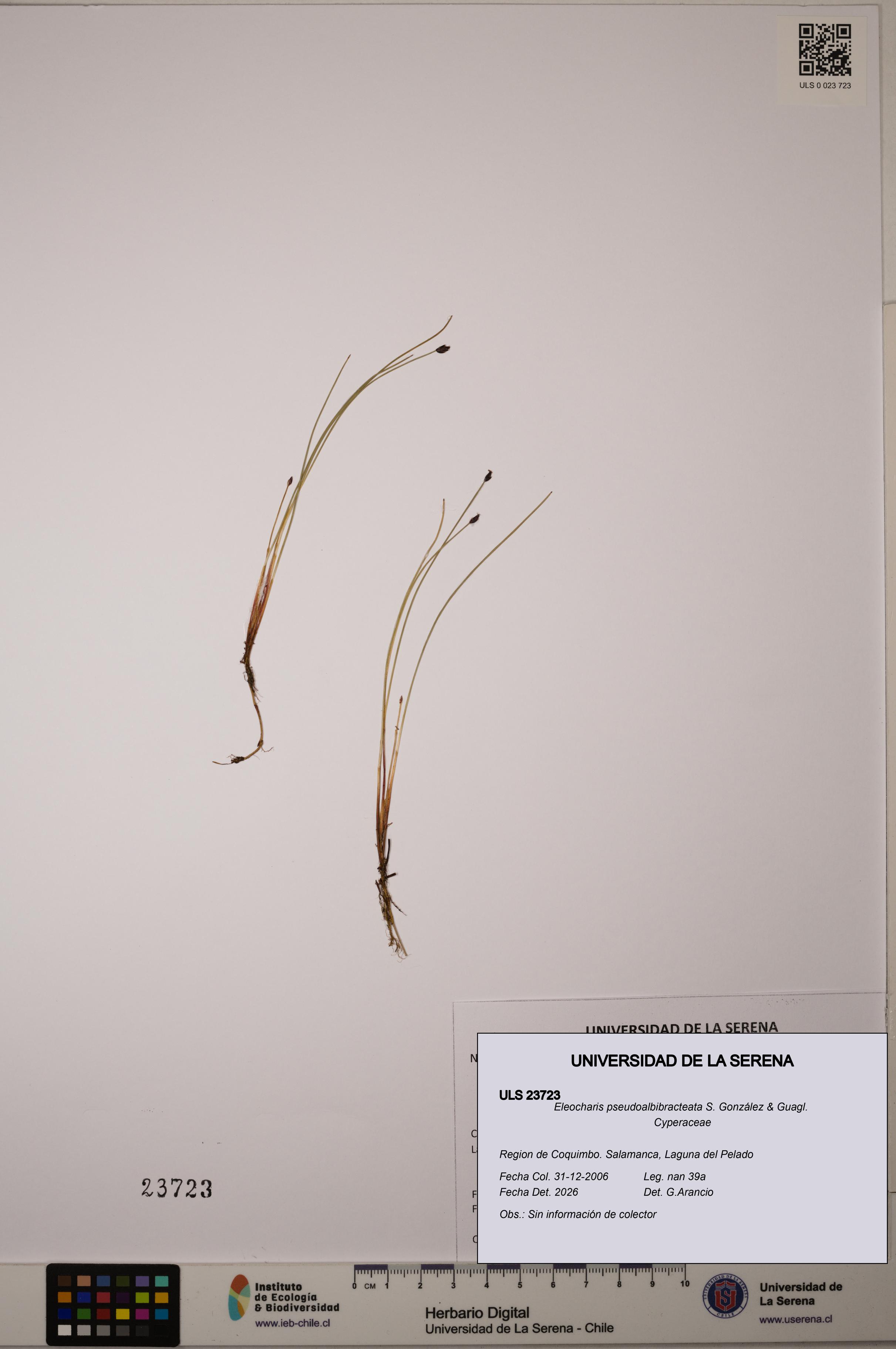 Eleocharis pseudoalbibracteata [Espécimen: ULS:ULS:0023723]