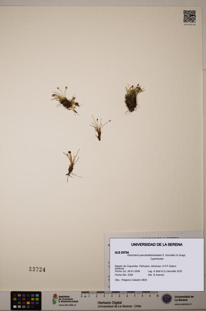 Eleocharis pseudoalbibracteata [Espécimen: ]