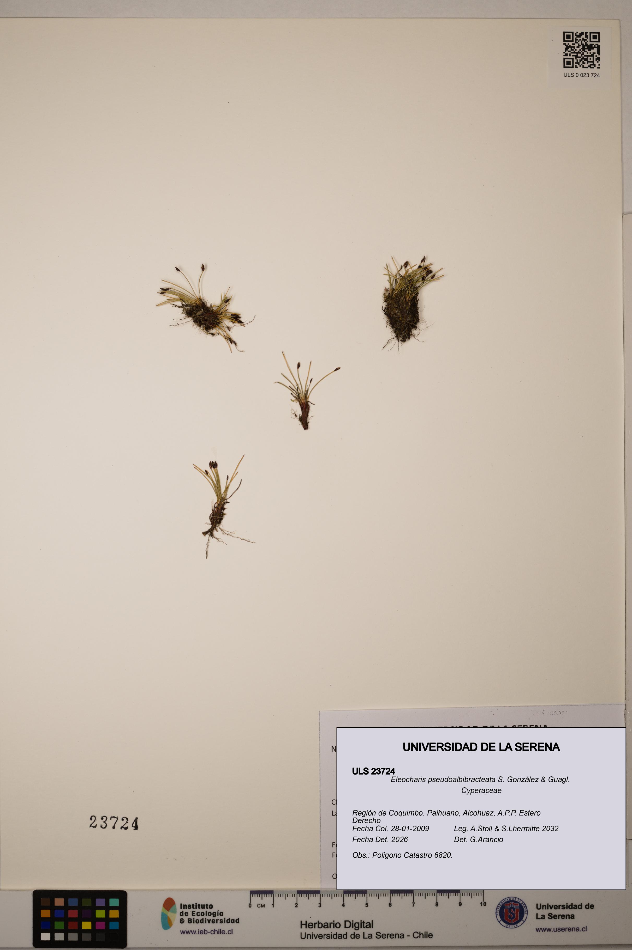 Eleocharis pseudoalbibracteata [Espécimen: ULS:ULS:0023724]