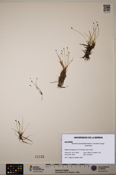 Eleocharis pseudoalbibracteata [Espécimen: ULS:ULS:0023725]