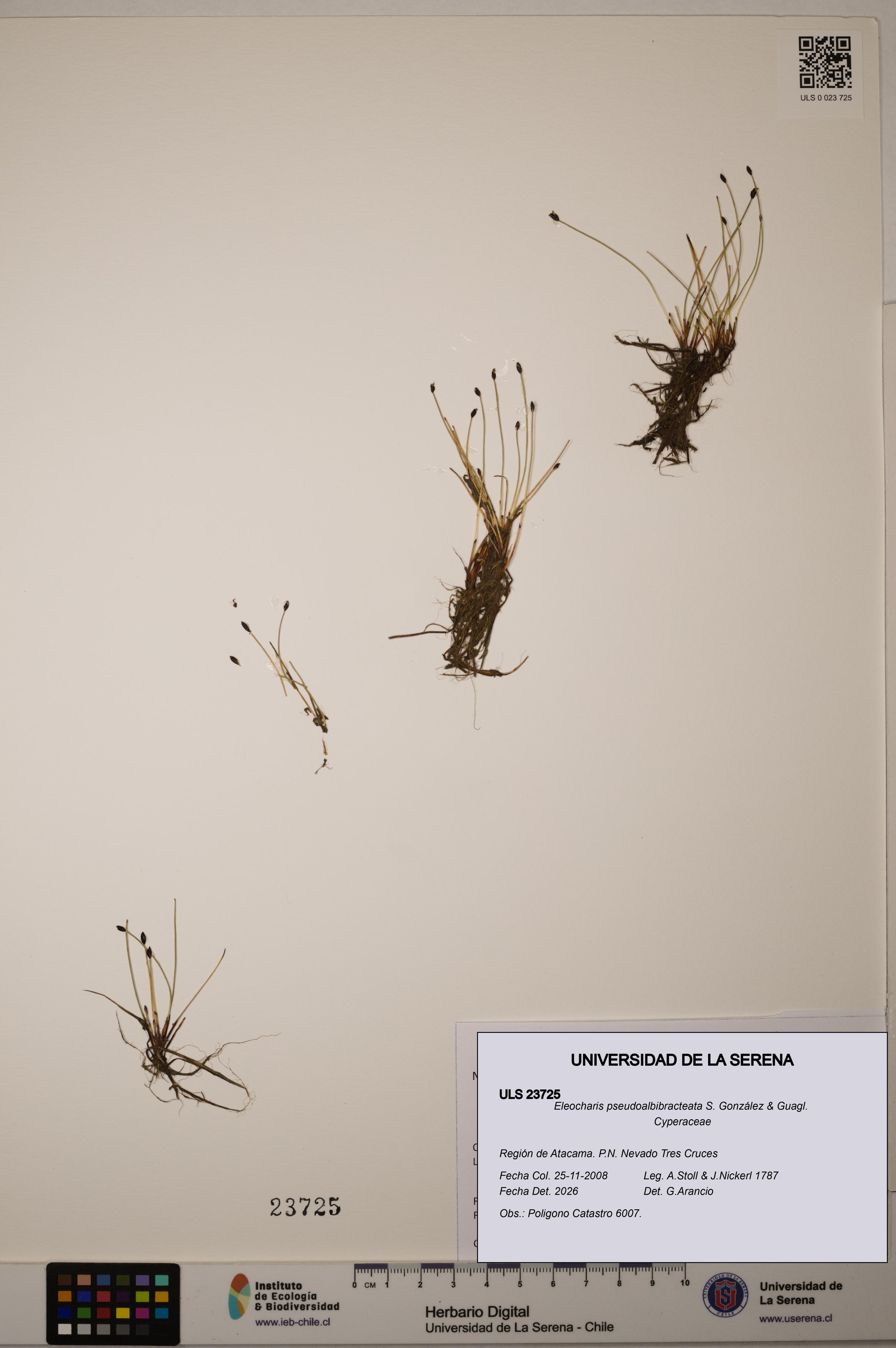 Eleocharis pseudoalbibracteata [Espécimen: ULS:ULS:0023725]