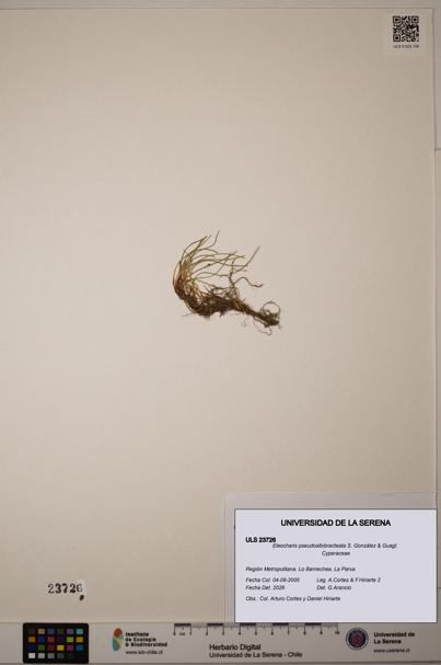 Eleocharis pseudoalbibracteata [Espécimen: ULS:ULS:0023726]