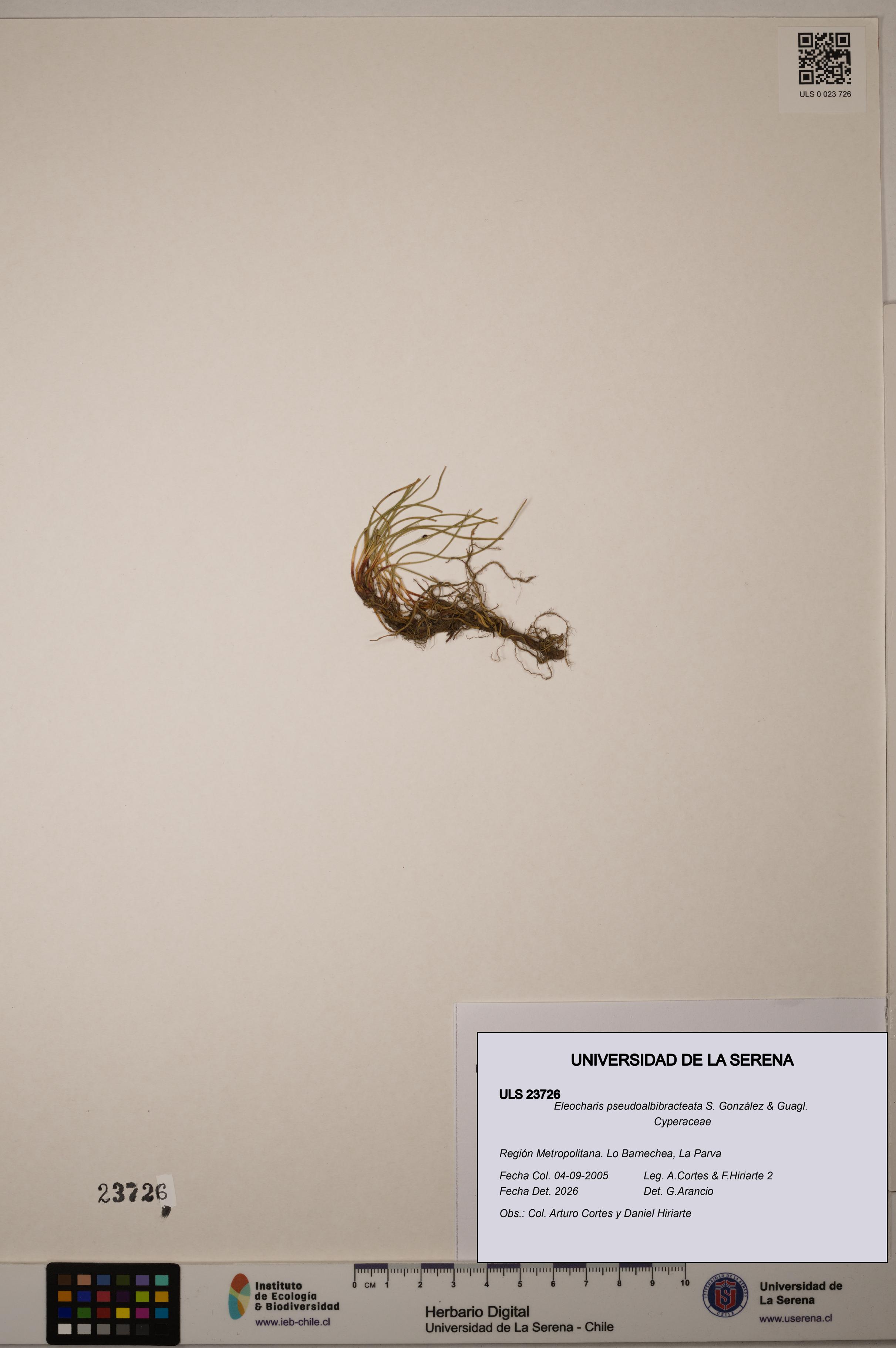 Eleocharis pseudoalbibracteata [Espécimen: ULS:ULS:0023726]