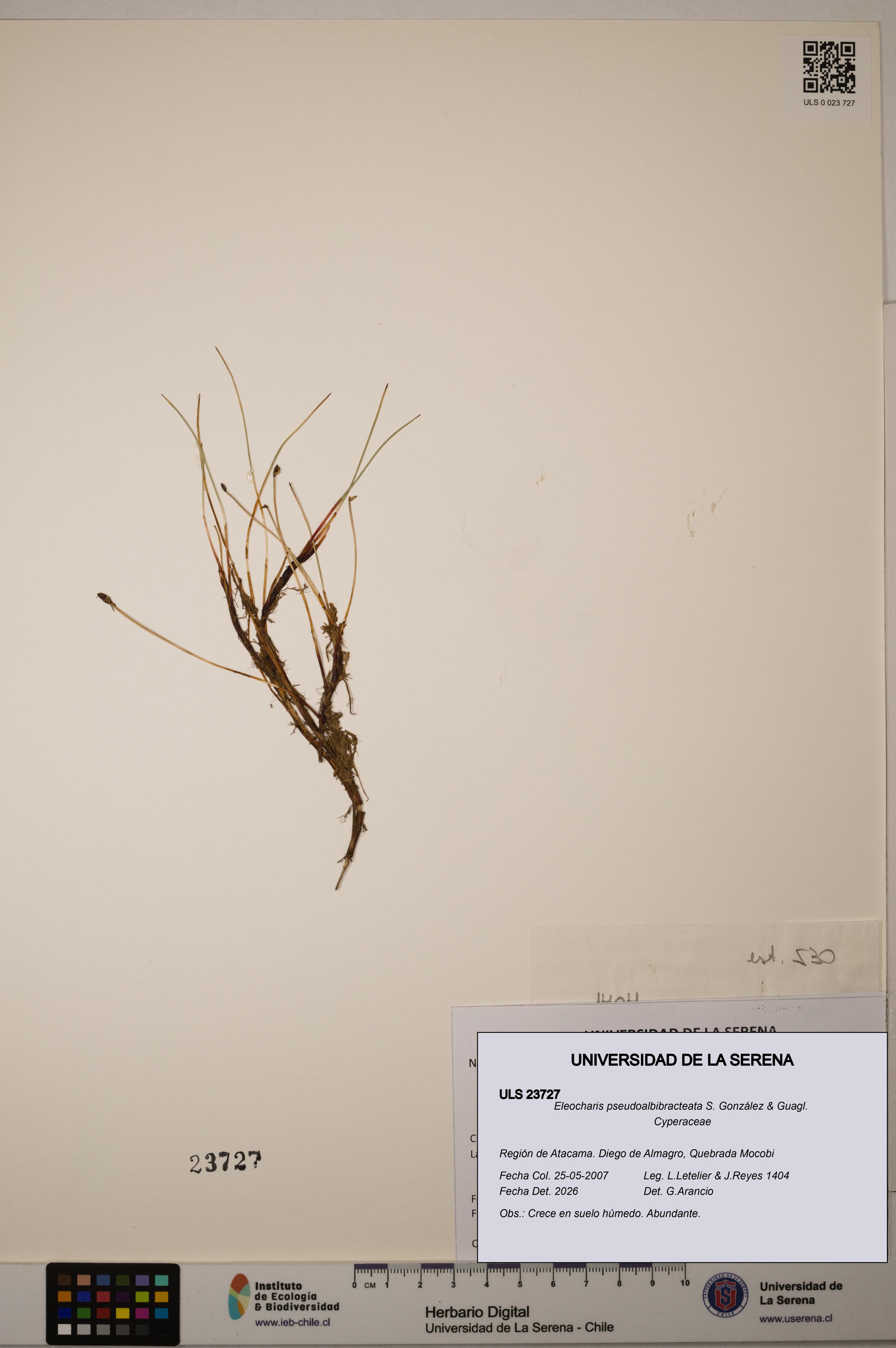 Eleocharis pseudoalbibracteata [Espécimen: ULS:ULS:0023727]
