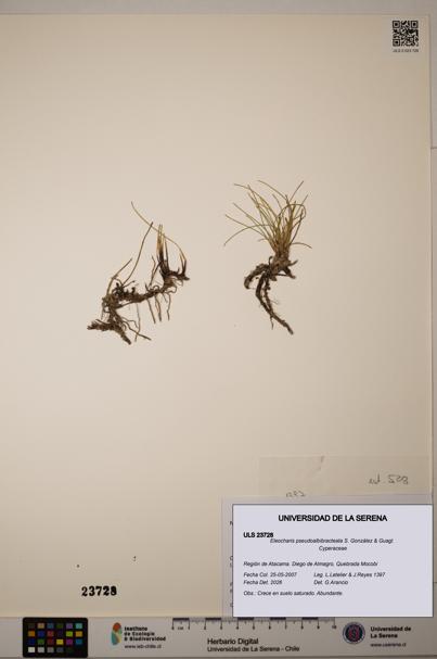 Eleocharis pseudoalbibracteata [Espécimen: ULS:ULS:0023728]