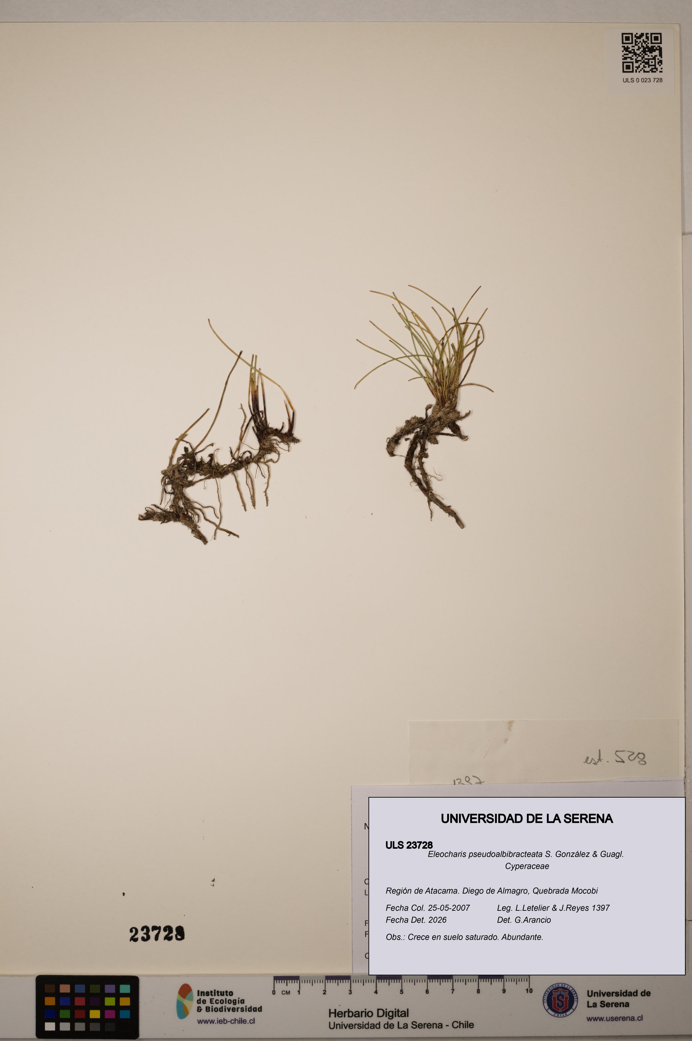 Eleocharis pseudoalbibracteata [Espécimen: ULS:ULS:0023728]