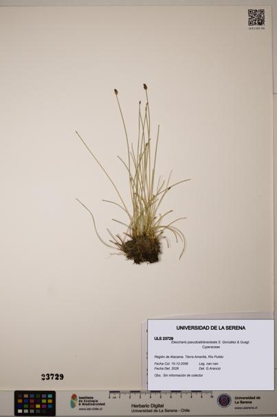 Eleocharis pseudoalbibracteata [Espécimen: ]