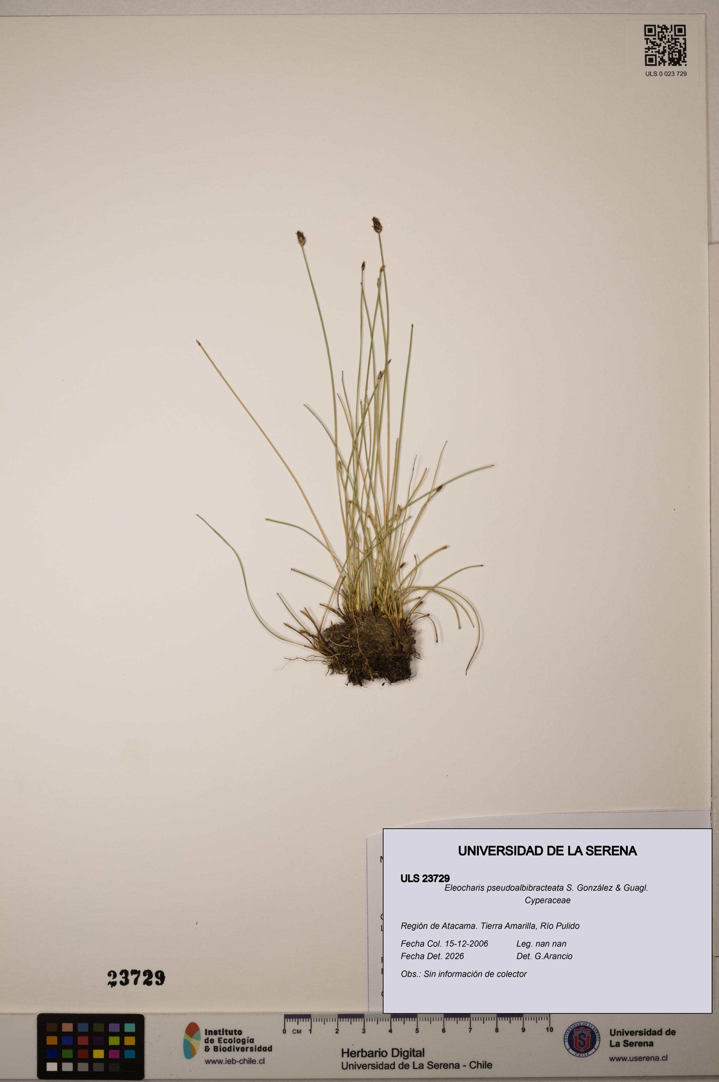 Eleocharis pseudoalbibracteata [Espécimen: ULS:ULS:0023729]