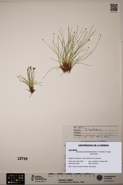 Eleocharis pseudoalbibracteata [Espécimen: ULS:ULS:0023730]
