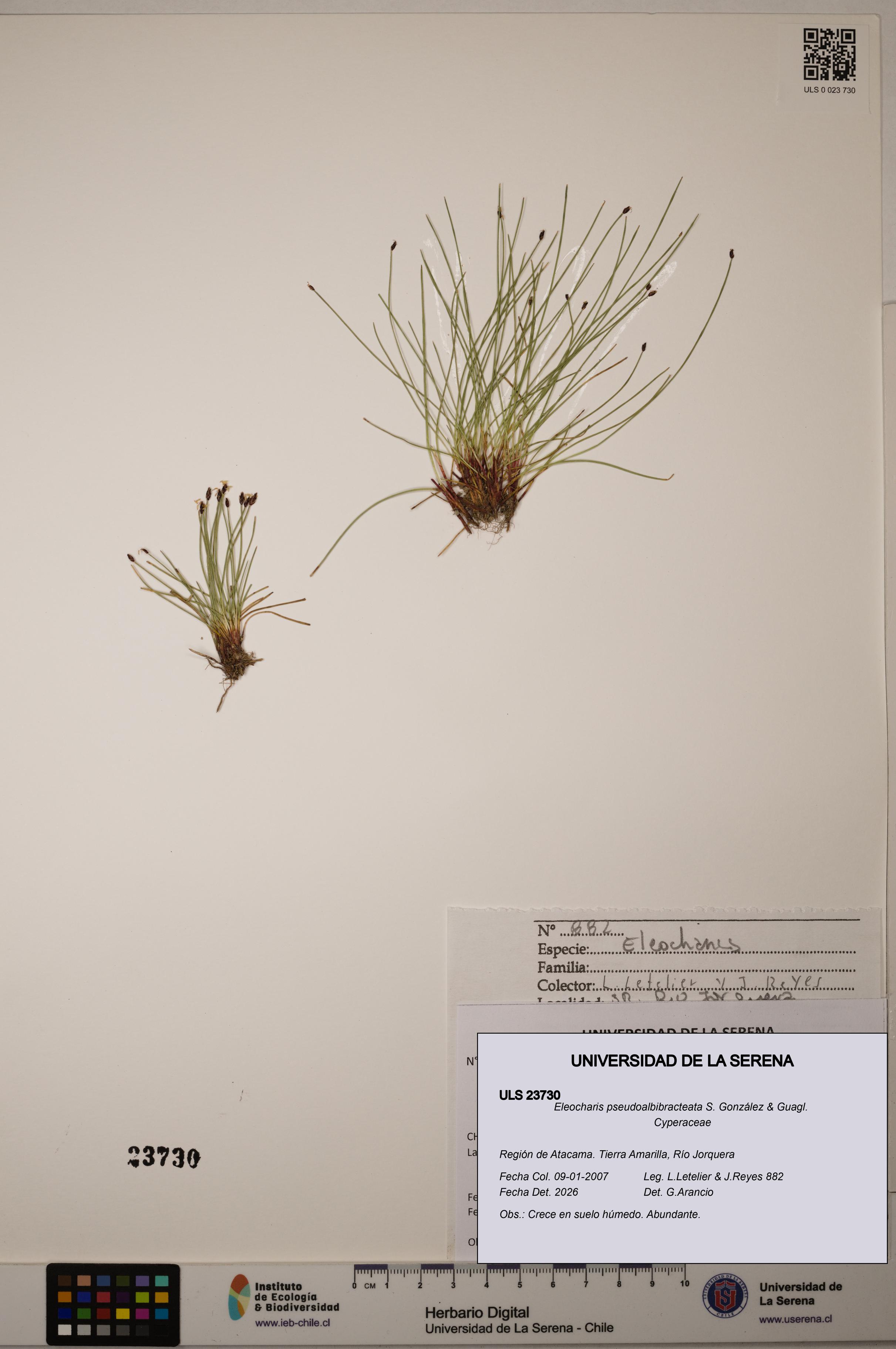 Eleocharis pseudoalbibracteata [Espécimen: ULS:ULS:0023730]