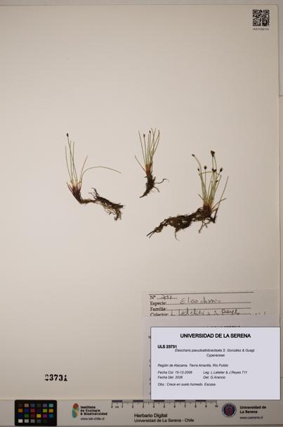 Eleocharis pseudoalbibracteata [Espécimen: ULS:ULS:0023731]