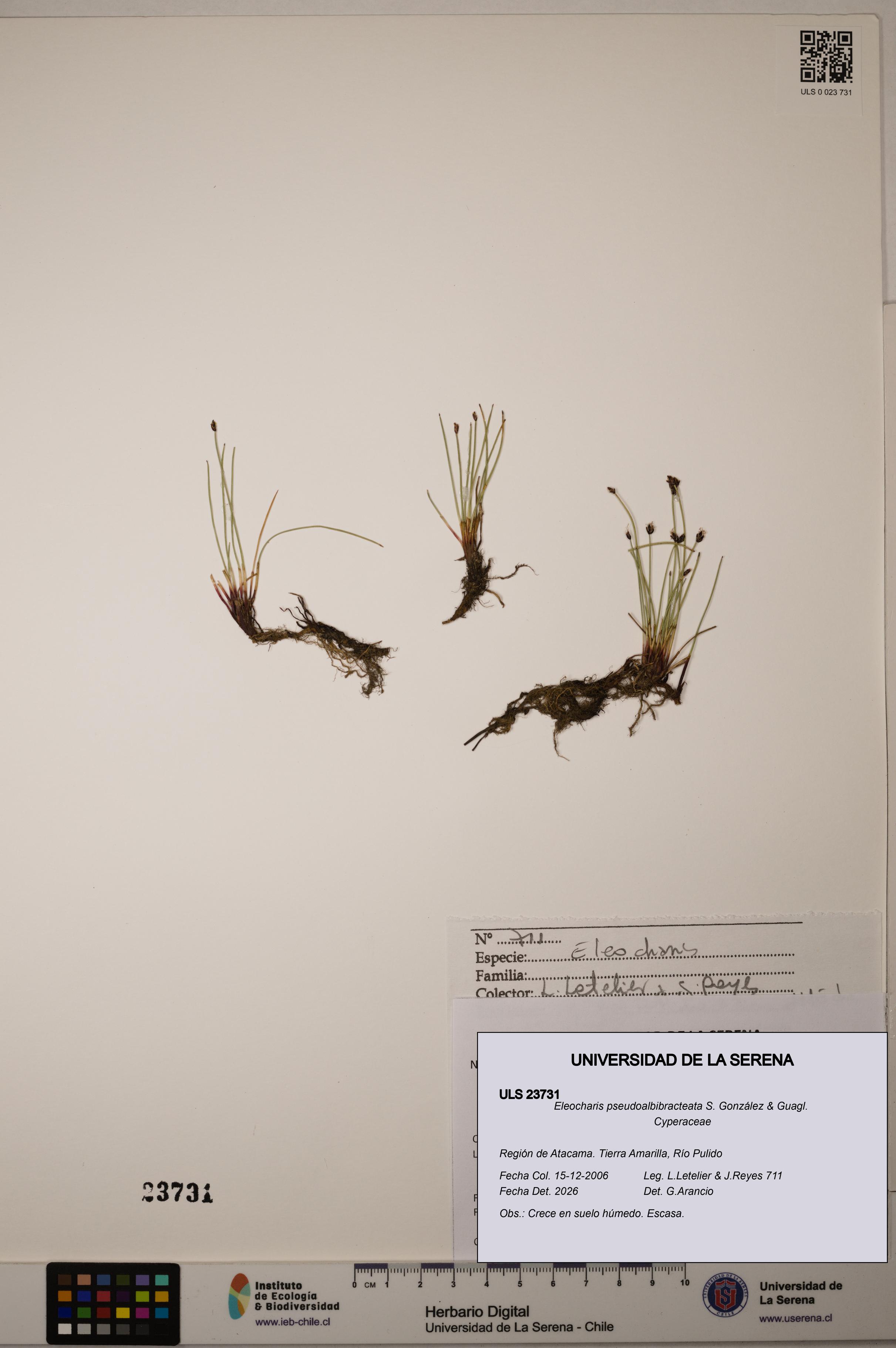 Eleocharis pseudoalbibracteata [Espécimen: ULS:ULS:0023731]