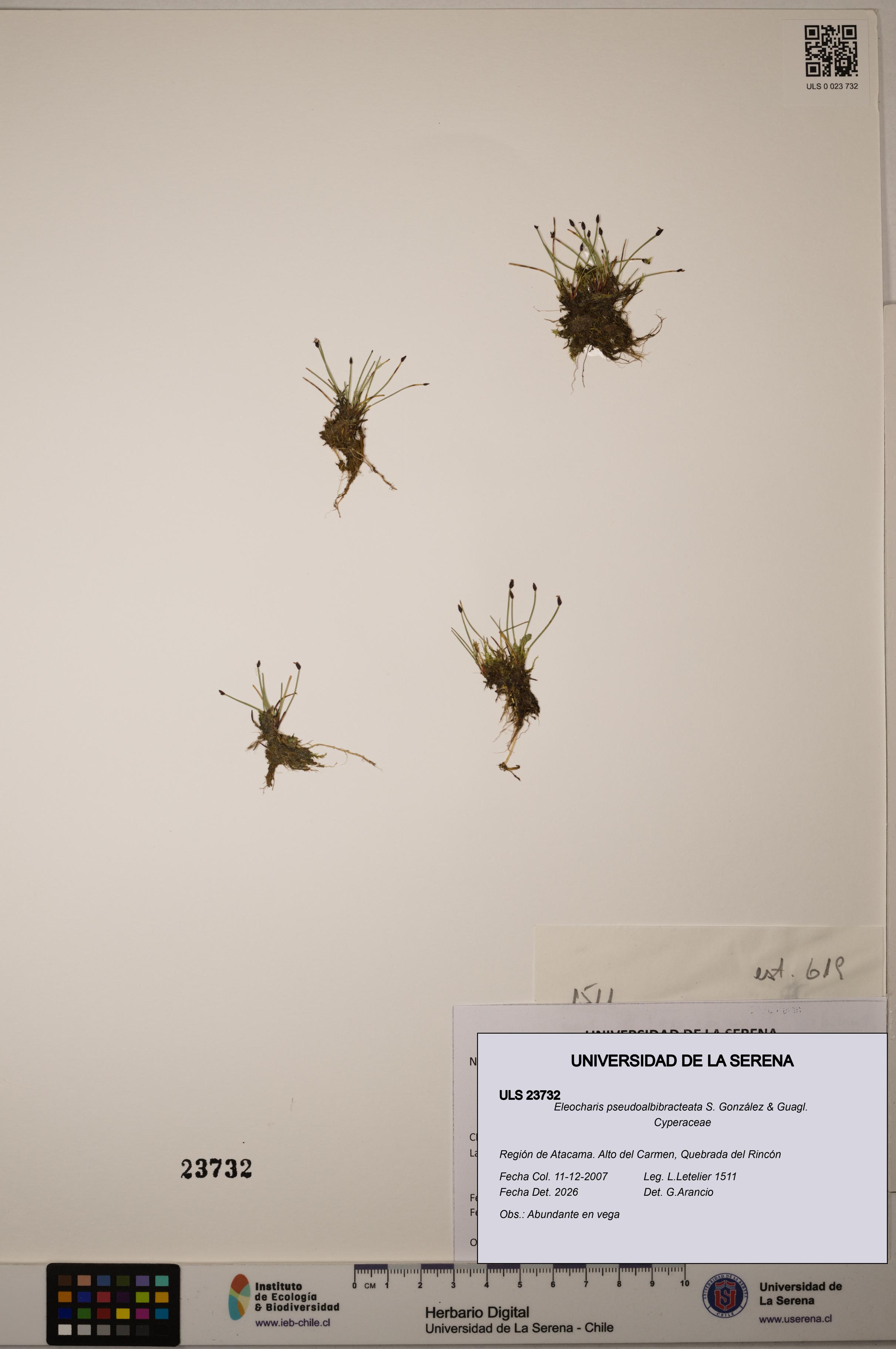 Eleocharis pseudoalbibracteata [Espécimen: ULS:ULS:0023732]