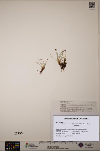 Eleocharis pseudoalbibracteata [Espécimen: ULS:ULS:0023733]