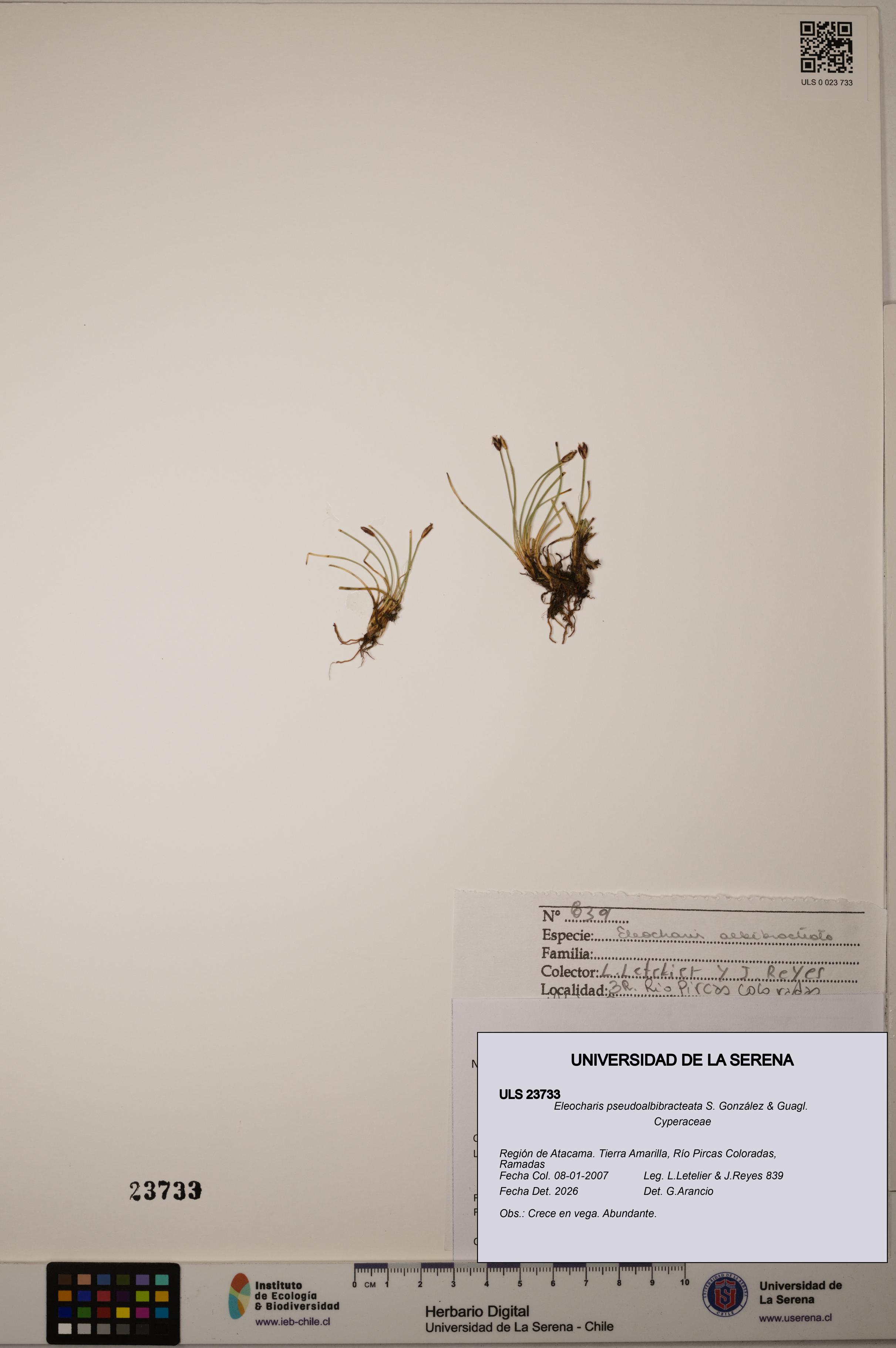 Eleocharis pseudoalbibracteata [Espécimen: ULS:ULS:0023733]
