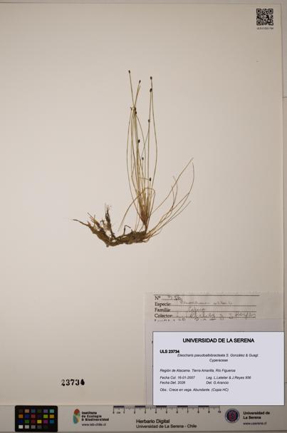 Eleocharis pseudoalbibracteata [Espécimen: ]