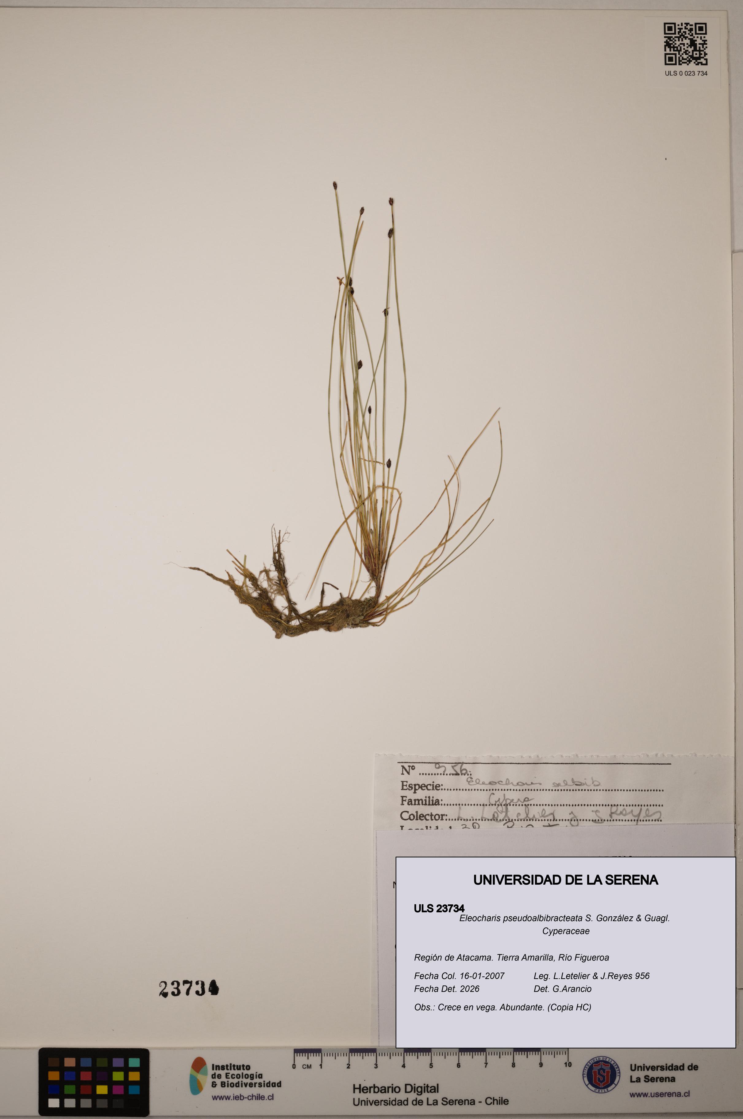 Eleocharis pseudoalbibracteata [Espécimen: ULS:ULS:0023734]