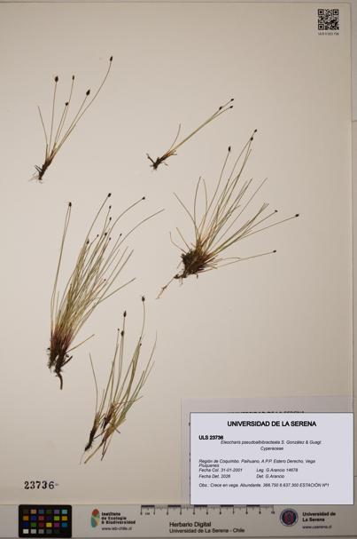 Eleocharis pseudoalbibracteata [Espécimen: ULS:ULS:0023736]