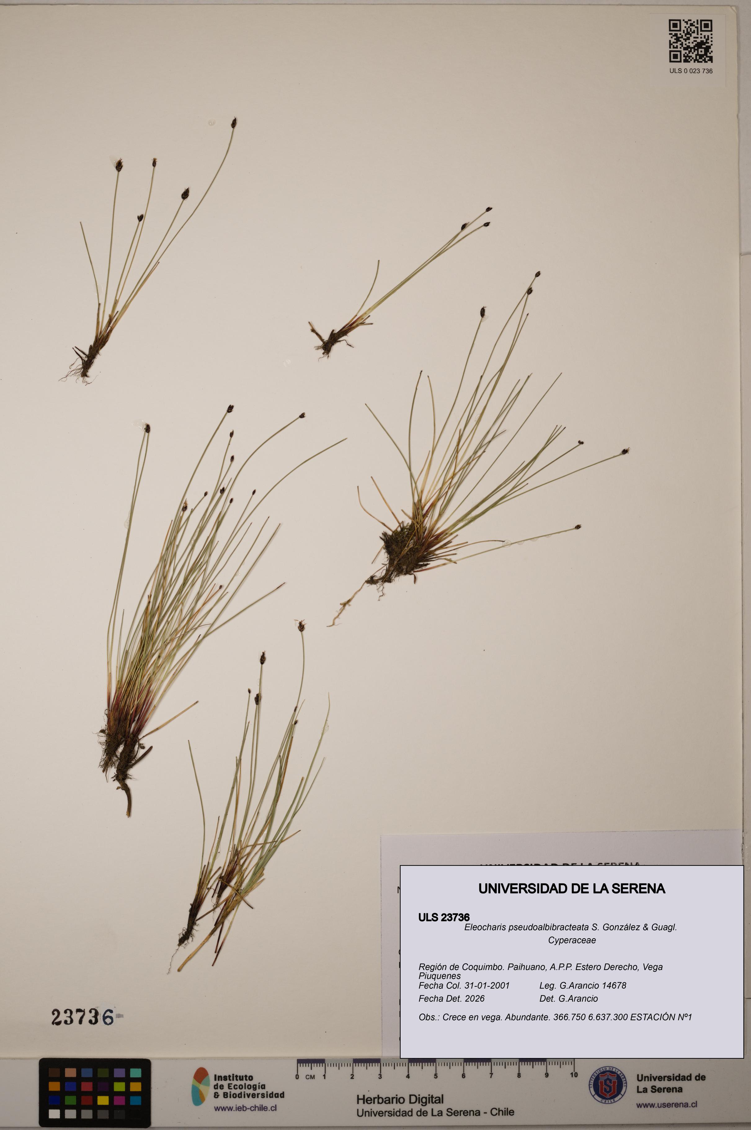 Eleocharis pseudoalbibracteata [Espécimen: ULS:ULS:0023736]