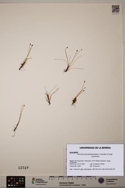 Eleocharis pseudoalbibracteata [Espécimen: ULS:ULS:0023737]