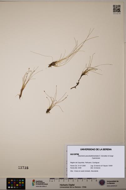 Eleocharis pseudoalbibracteata [Espécimen: ULS:ULS:0023738]