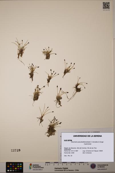 Eleocharis pseudoalbibracteata [Espécimen: ]