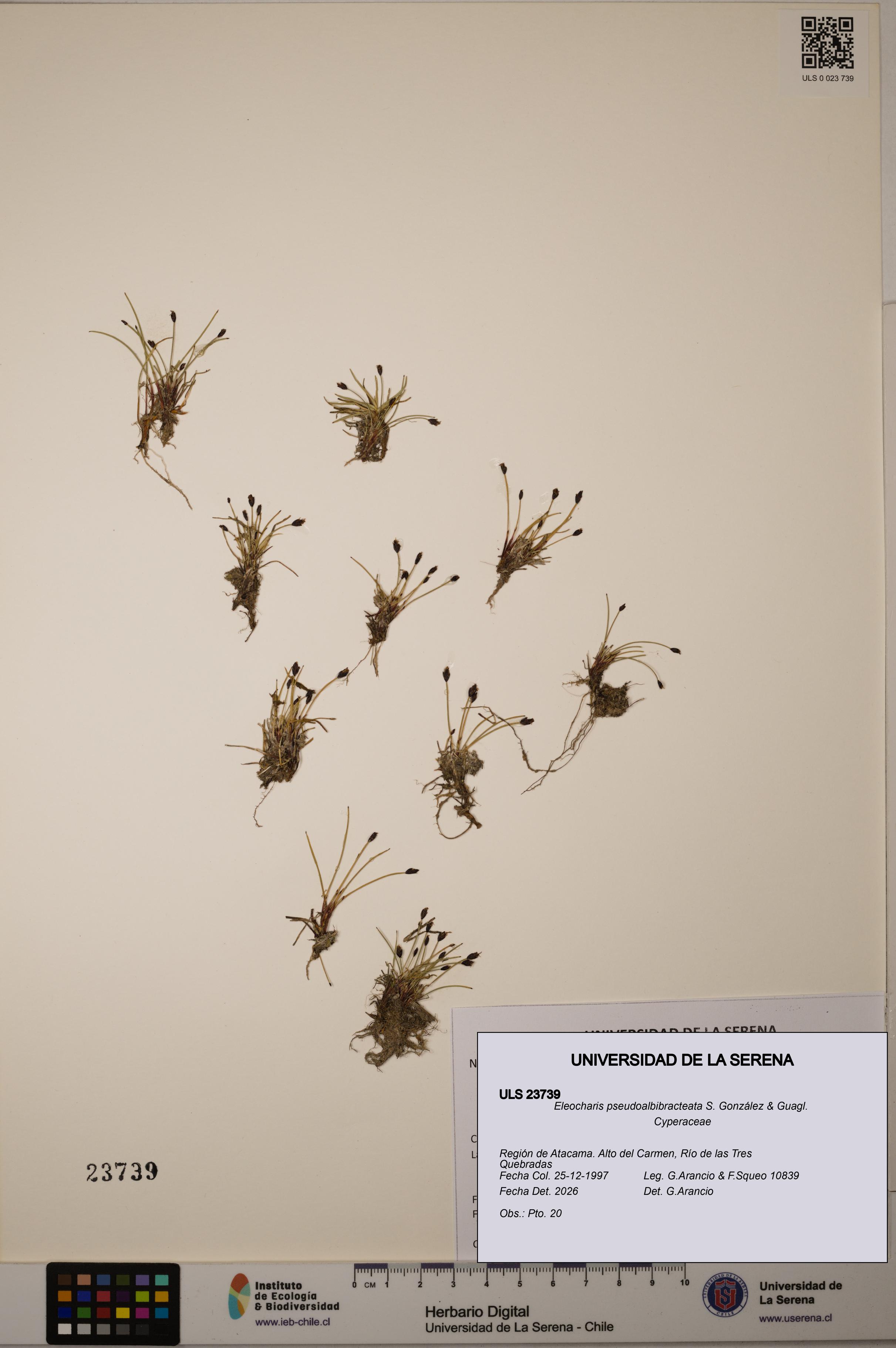 Eleocharis pseudoalbibracteata [Espécimen: ULS:ULS:0023739]