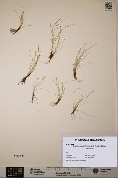 Eleocharis pseudoalbibracteata [Espécimen: ]