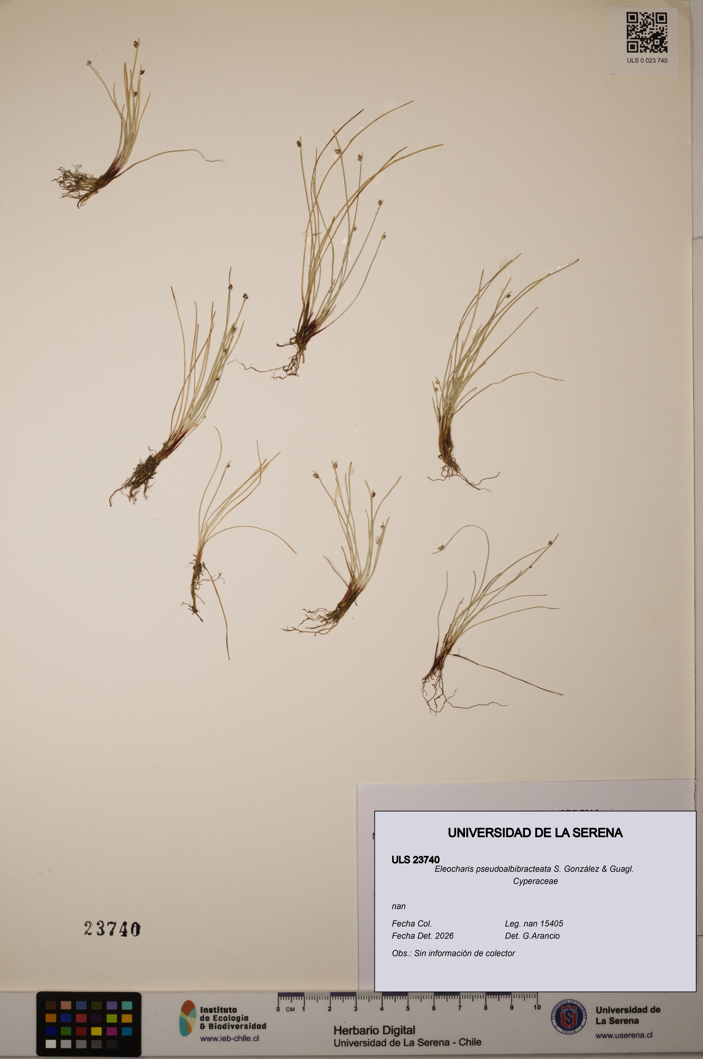 Eleocharis pseudoalbibracteata [Espécimen: ]