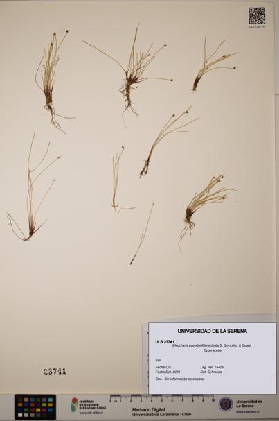 Eleocharis pseudoalbibracteata [Espécimen: ULS:ULS:0023741]