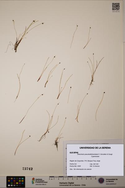 Eleocharis pseudoalbibracteata [Espécimen: ]