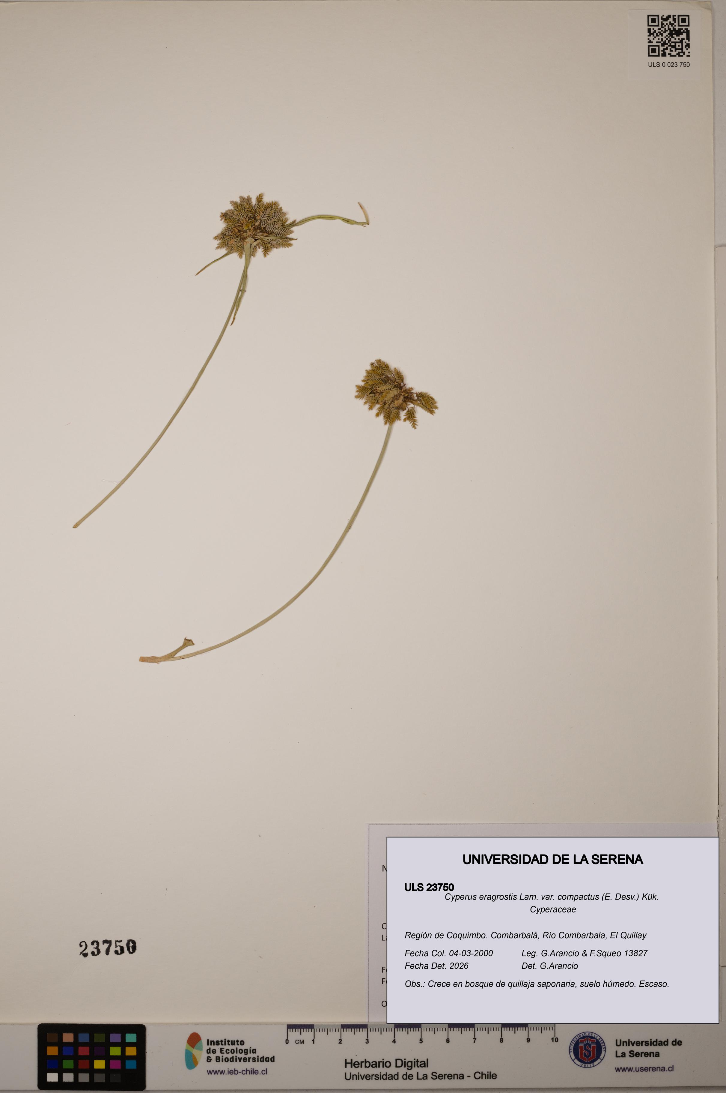 Cyperus eragrostis [Espécimen: ULS:ULS:0023750]