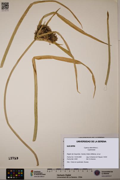Cyperus alternifolius [Espécimen: ULS:ULS:0023753]