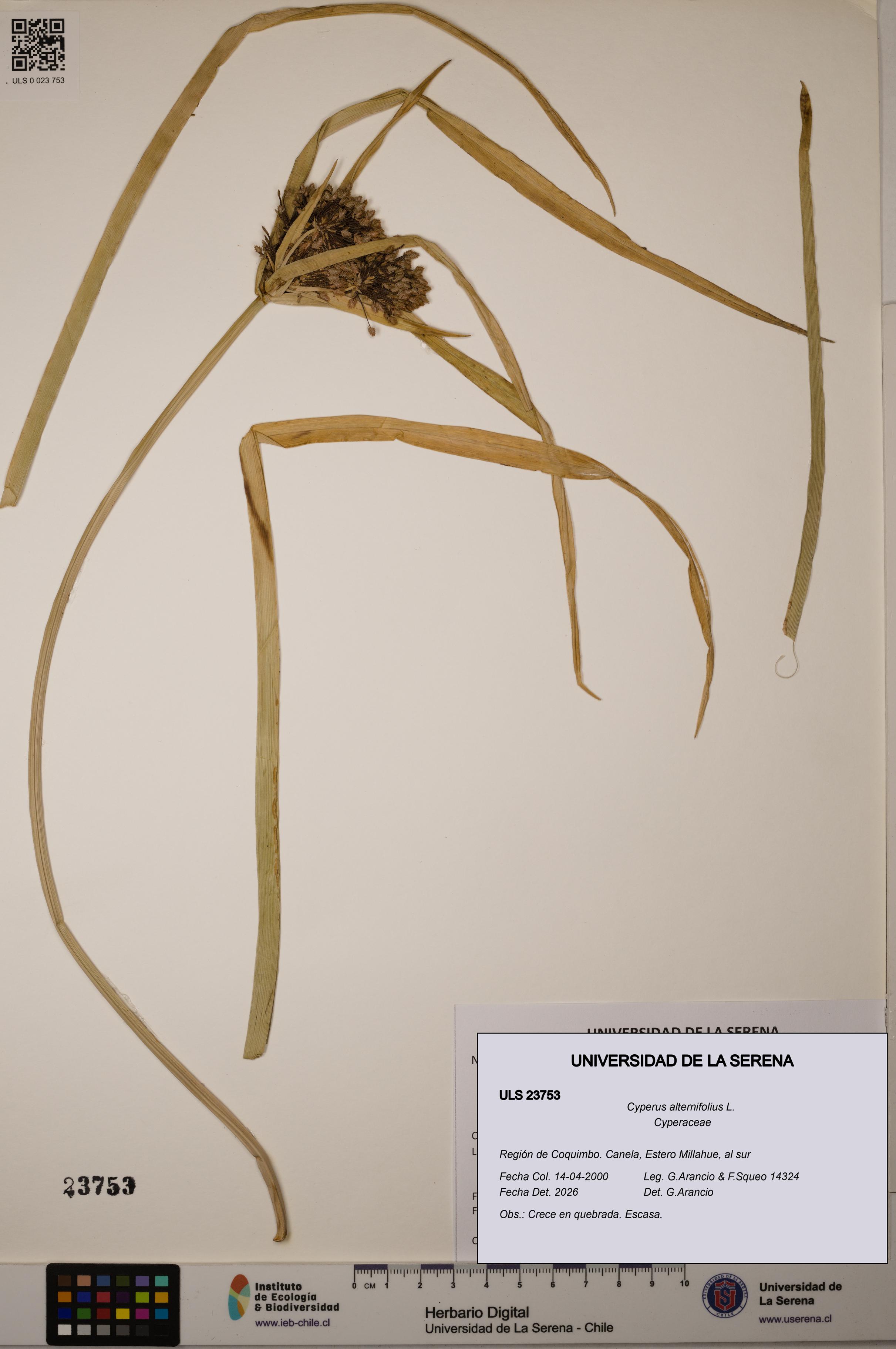 Cyperus alternifolius [Espécimen: ULS:ULS:0023753]
