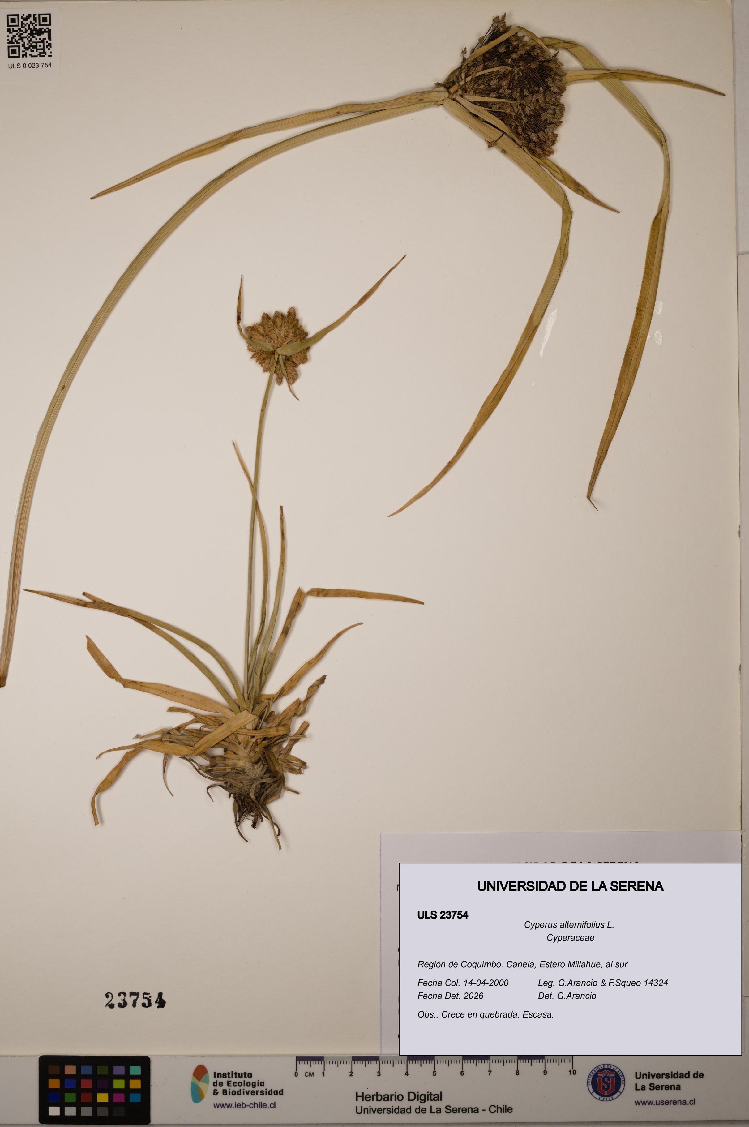 Cyperus alternifolius [Espécimen: ULS:ULS:0023754]