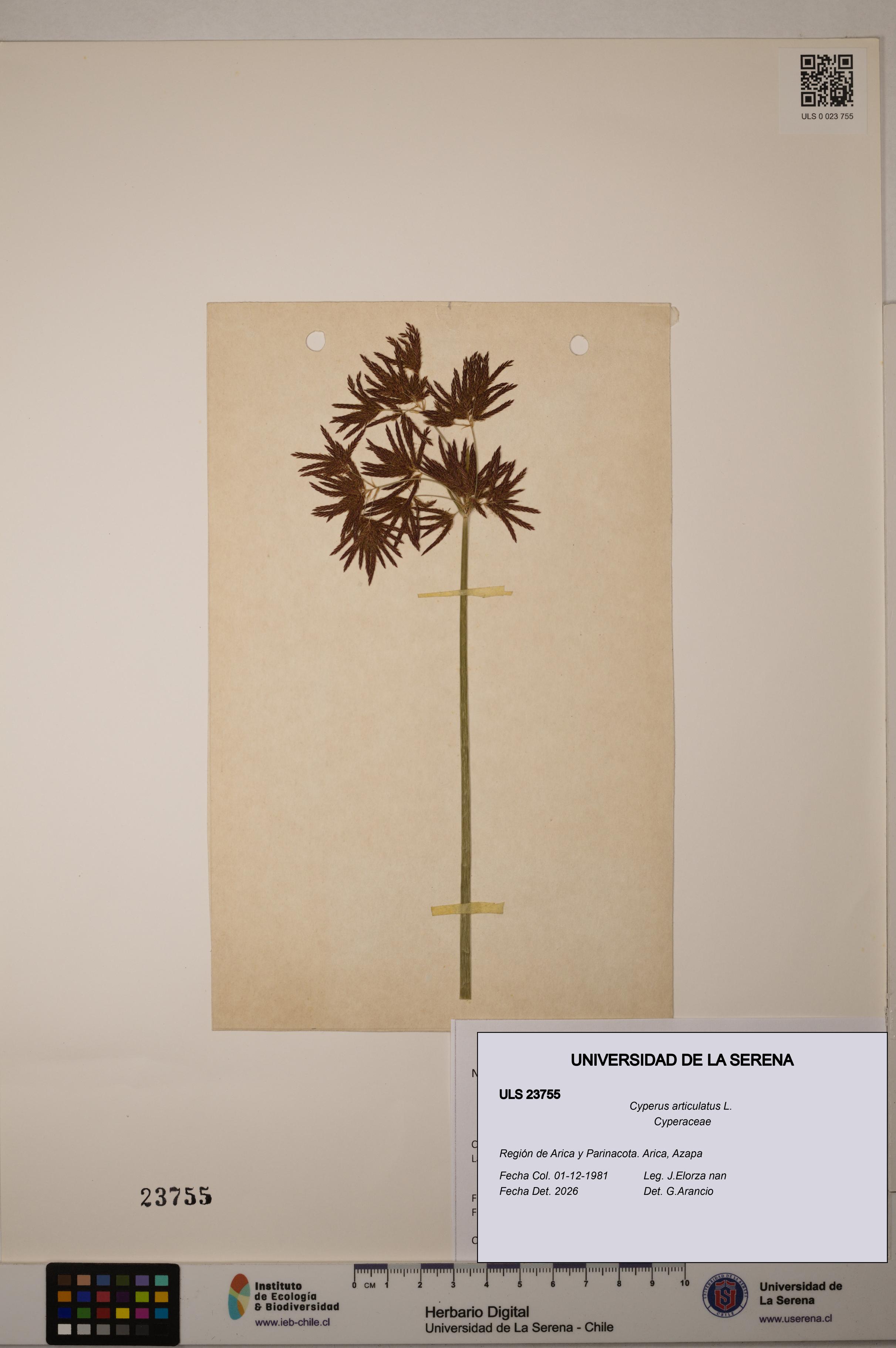 Cyperus articulatus [Espécimen: ULS:ULS:0023755]