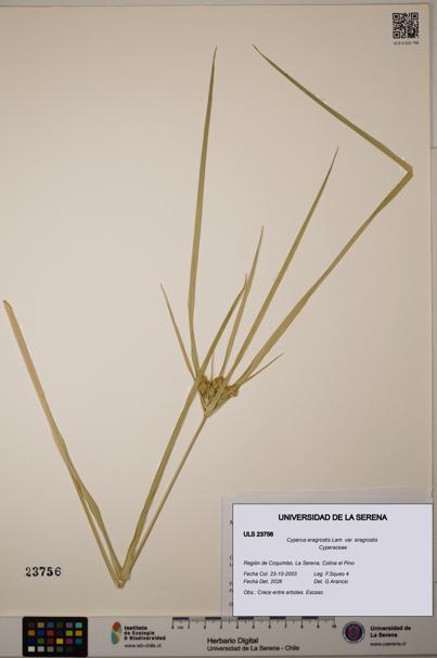 Cyperus eragrostis [Espécimen: ULS:ULS:0023756]