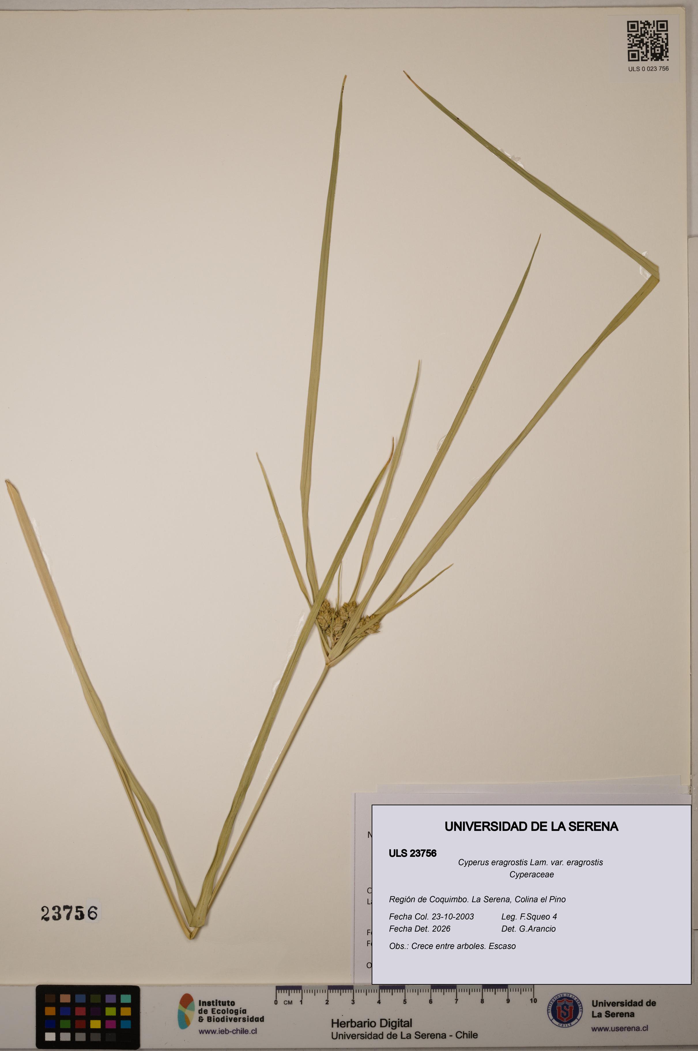 Cyperus eragrostis [Espécimen: ULS:ULS:0023756]
