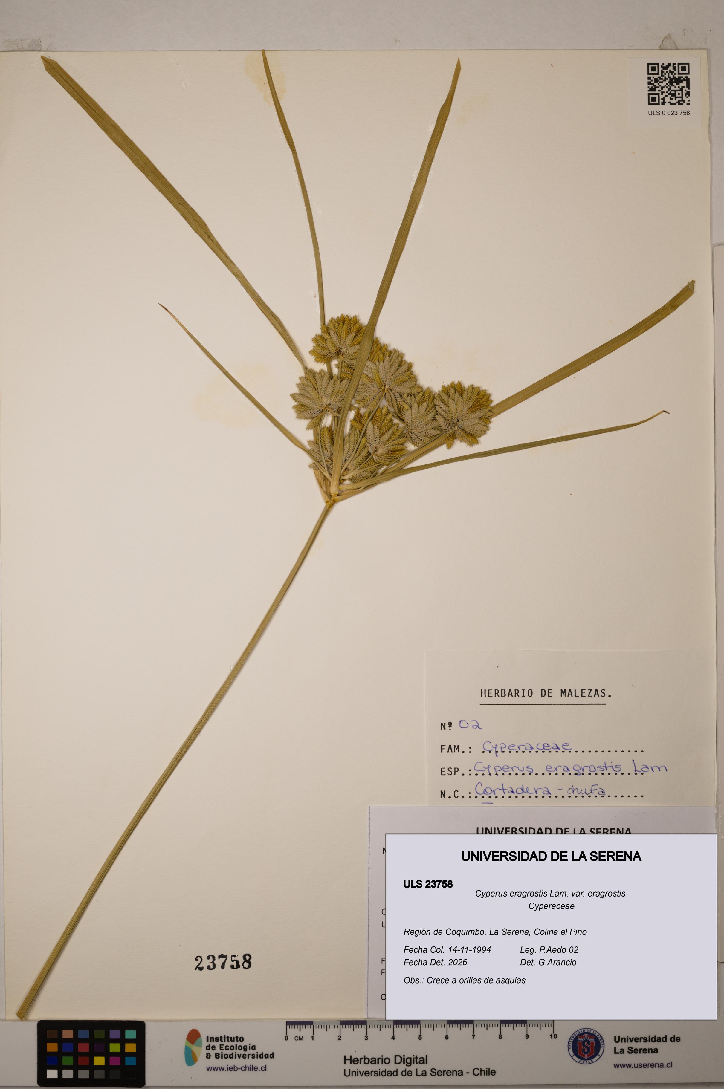 Cyperus eragrostis [Espécimen: ULS:ULS:0023758]
